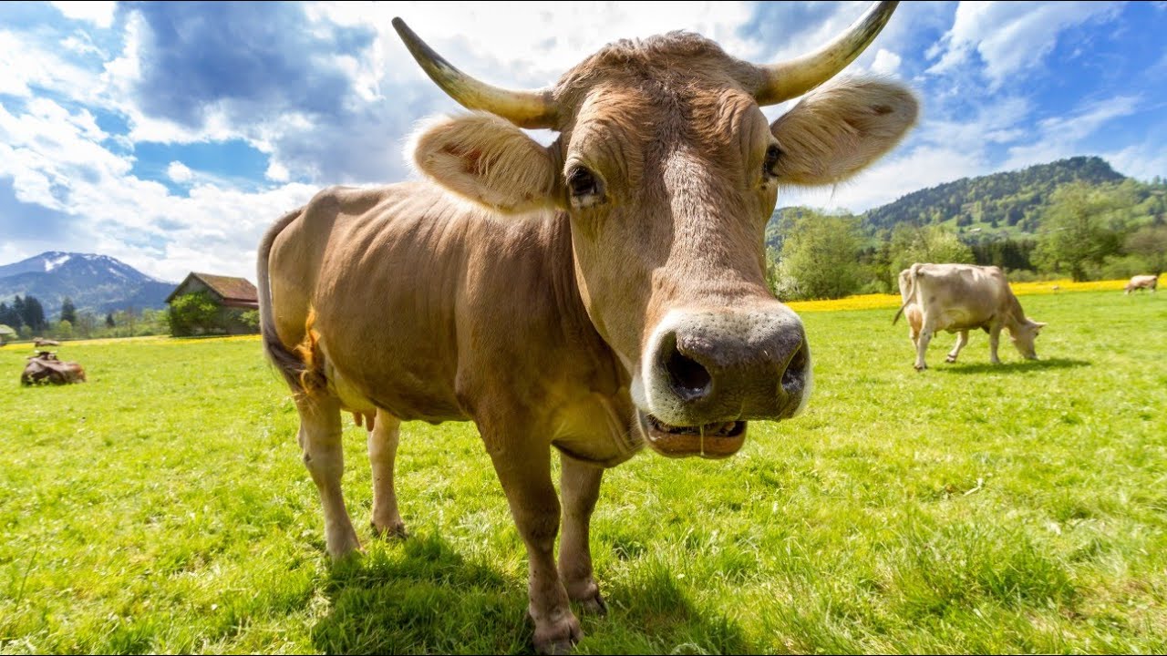 mooing cows, cow sounds - YouTube