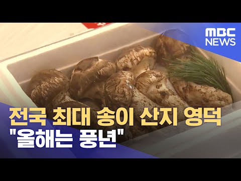 국내 최대 <strong>영덕</strong> 송이 산지..제철 맞아 (2023.10.06/뉴스데스크/포항MBC)
