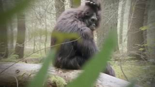 UNBELIEVABLE Bigfoot Caught on Camera – Clear, Never-Before-Seen Footage Profile