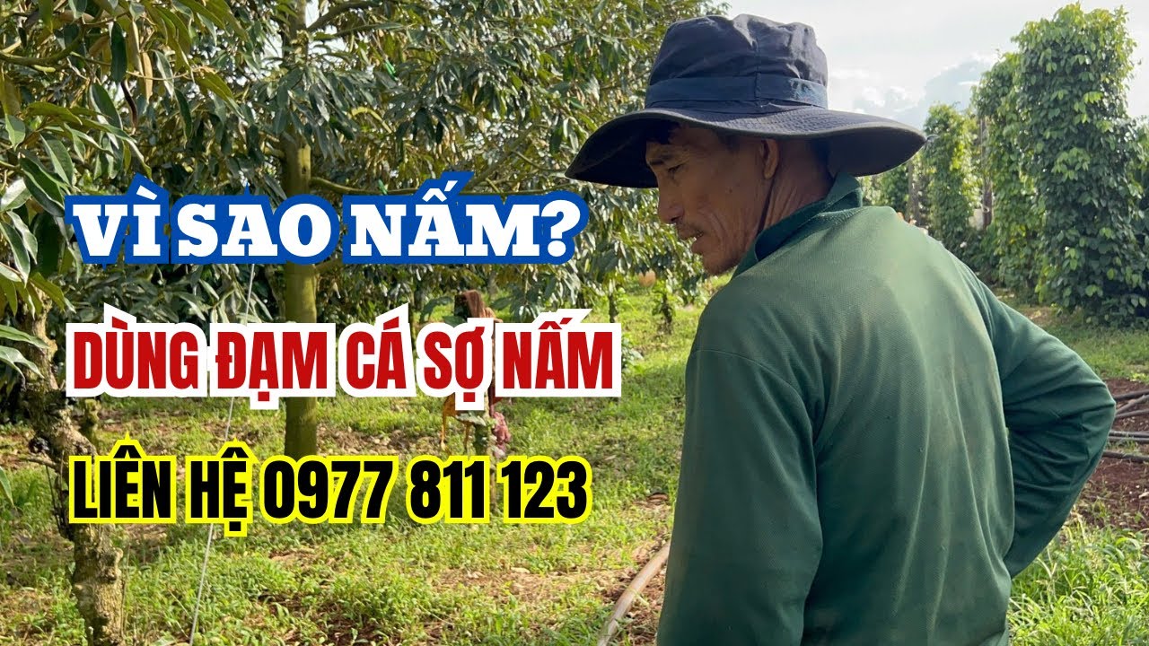 SỬ DỤNG ĐẠM CÁ ĐẠM ĐẬU CHO SẦU RIÊNG ĐÚNG CÁCH 