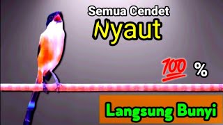 CENDET GACOR TOET TOET suara ngalas - PANCINGAN CENDET GACOR 100 % Ampuh Langsung Bunyi