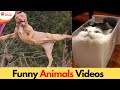 Funny Animals Video #shorts