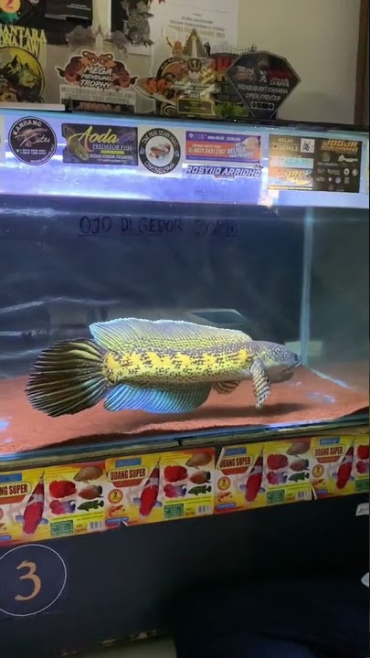 Ikan Chana Aurantimaculata Jumbo Gondrong - The New Giant Ikan Fish #shorts #short