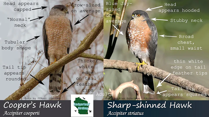 ID Tips: Cooper's Hawk vs. Sharp-shinned Hawk