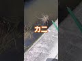 水路に罠仕掛けたら、食材大量ゲット #shorts