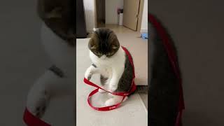 自分がリボンに引っかかっていてビックリな猫w #shorts