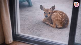 Download Lagu The Baby Deer Who Waited at Her Door Every Morning MP3