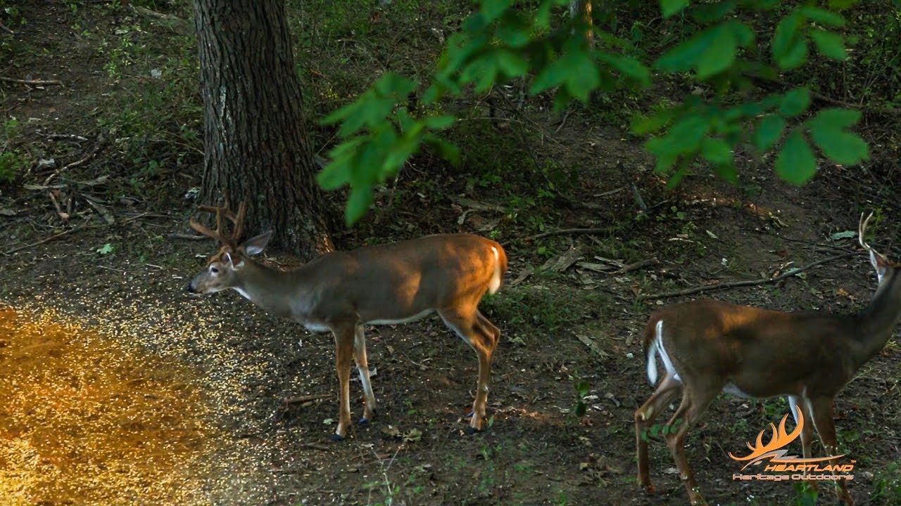 Hunting Velvet Bucks With DeadRinger Broadheads