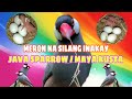 Nagkaroon na ng inakay ang aking alagang Maya Kusta o Java Sparrow