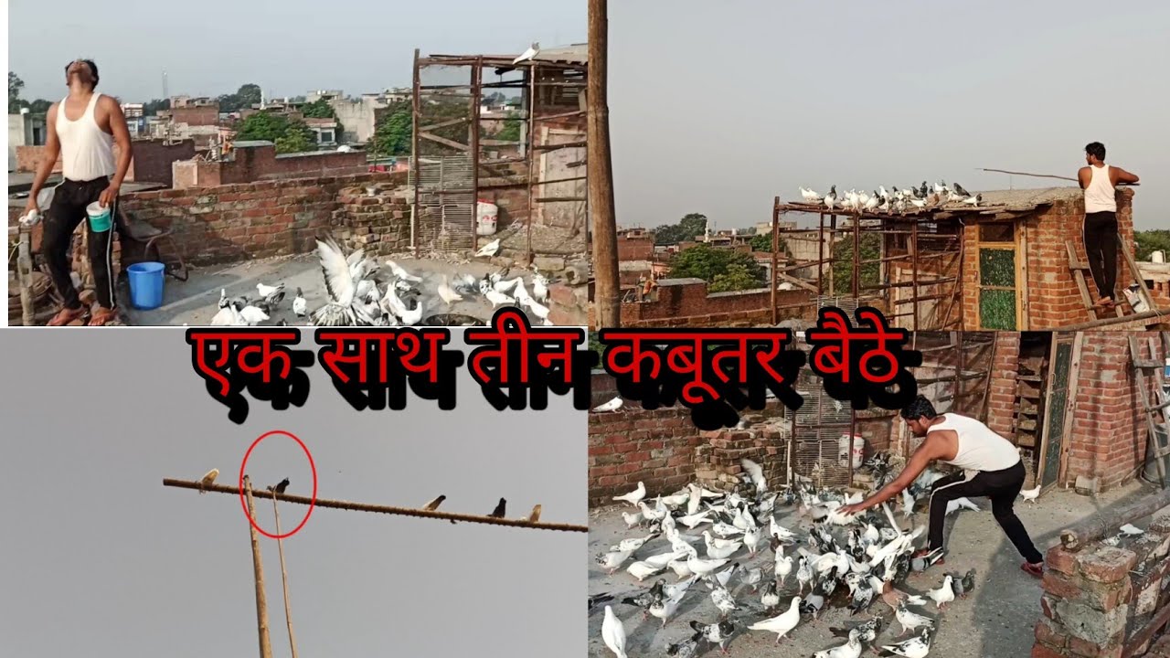 Aaj tu maza Aa Gaya ek sath 3 kabutar bethe #pigeonbijnor