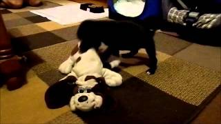 Patterdale Puppy 6Wks Old.