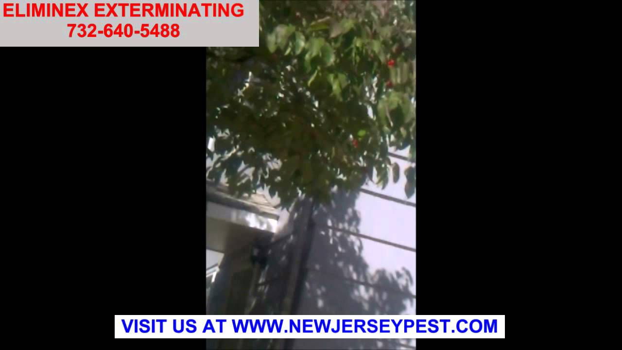 Termite Bed Bug Bee and Mice Control Scotch Plains Springfield Summit NJ 732-640-5488 New Jersey