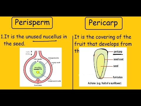 Video: Wat is perispermisch zaad?
