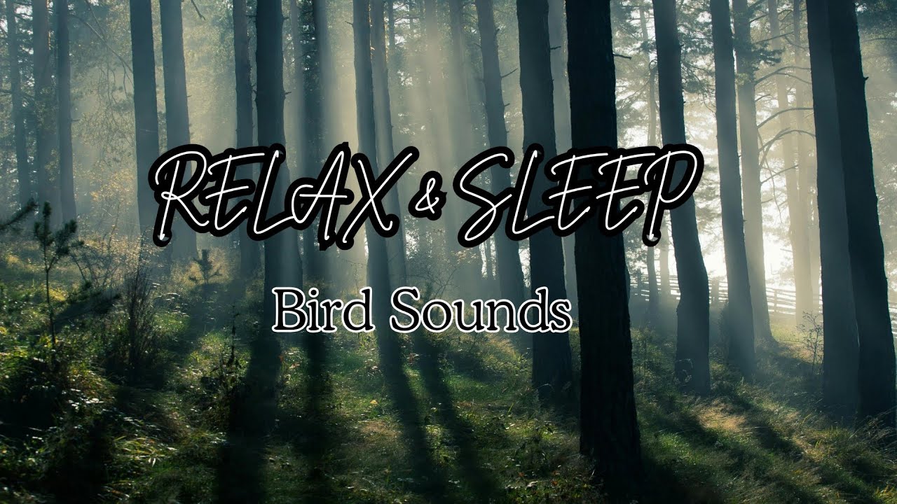 Fall Asleep in 5 Minutes 💤 1 Hour Healing Bird Sounds for Deep Sleep & Stress Relief
