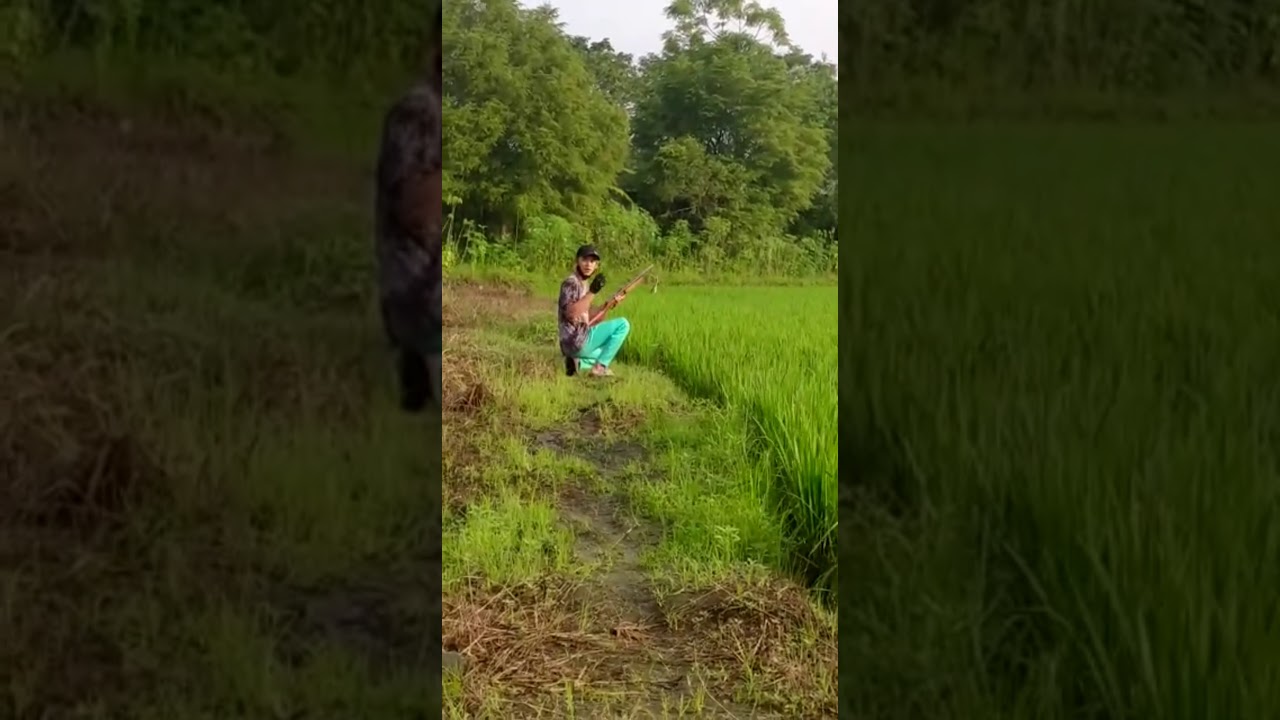 berburu burung bakuak sekaligus 3 ekor  mengunakan snapan angin