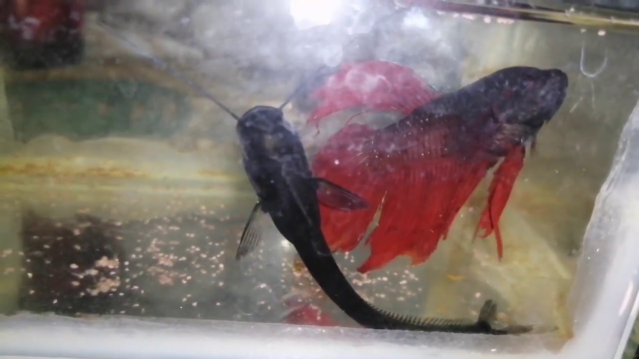 betta fish and catfish