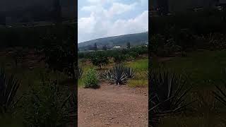 #muy bonitos caminos y lugares de ayotlan jalisco Mx#short