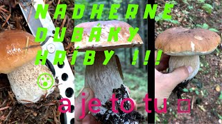 Zber Húb V Lese Dubáky , Hríby , Príroda Les Slovensko Východ