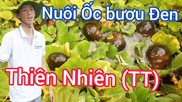 Nuôi Ốc Bươu Đen Tự Nhiên Không Dùng Thuốc | Trại Ốc Bươu Giống Mê Kông