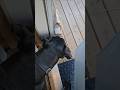 Hero waiting for dad to get his dinner after scaring the delivery man #love #dog #happy #soberlife
