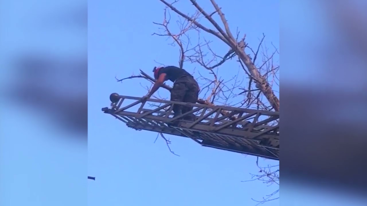 Чтобы снять кошку с дерева, потребовалась автолестница