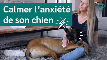 Comment déstresser un chien naturellement