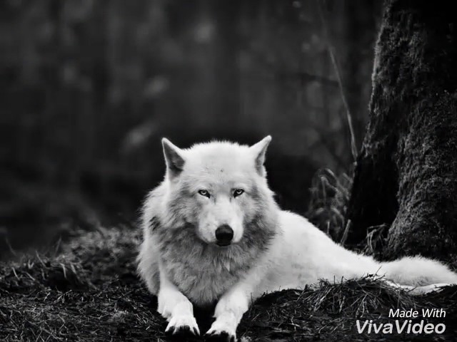 dog #therian in 2023  Wolf wallpaper, Dog wallpaper, Dogs