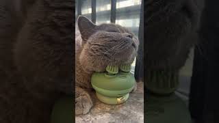 Take Everything From Life, Massage The Cat