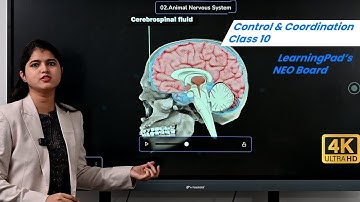 Control & Coordination Class 10|Nervous System, Hormones & Plants | Science Chapter 7| #LearningPad