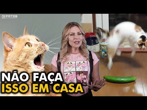 Vídeo: Por Que Os Gatos Têm Medo De Pepinos?