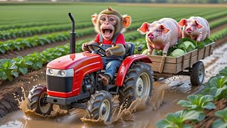 Monkey NaNaβs Cabbage Harvest Turns CHAOTIC as a Milk Cow Sinks in Mudβ¦ His Rescue Will AMAZE You!
