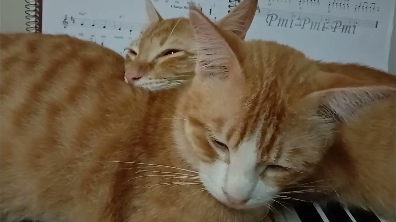 These 2 male cats love to cuddle with each other ️ YouTube