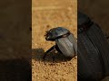 Did you know _The Beetle That Can Survive Being Run Over !