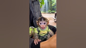 Monkey Sings “APT.” by Bruno Mars – You Gotta See This! #monkey #funny