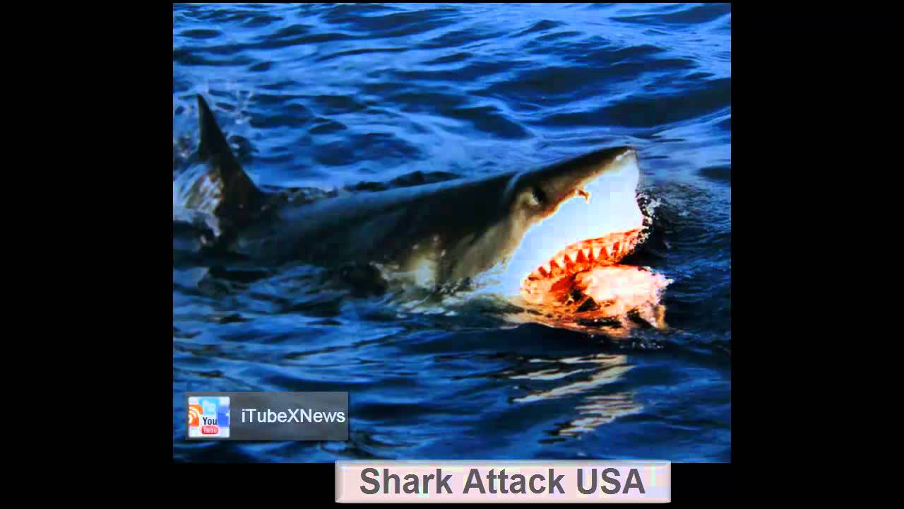 jaws 2 boat attack like a scene out of jaws great white shark attacks boat at jaws 2 boat attack like a scene out of jaws great white shark attacks boat at