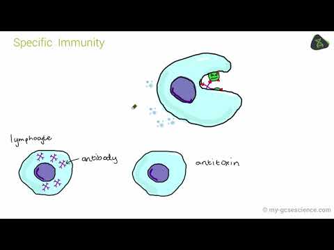 GCSE Biology Immunity and vaccination (Edexcel 9-1)