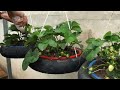 Surprise Success: Grow Strawberries from Skin Seeds in Just 3 Months - Farm Food Family