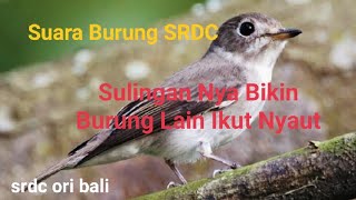 Suara Burung SRDC || Sikatan Rimba Dada Coklat || Sulingan Nya Bikin Burung Lain Ikut Nyaut