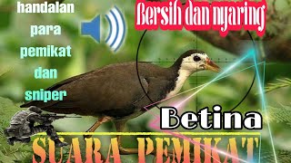 suara pikat ruak ruak betina mp3 yang banyak di cari para pemikat dan sniper