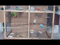 Размножение попугаев, кладка яиц, птенцы
