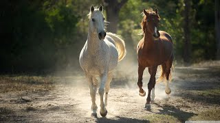 Очень красивая, нежная и трогательная мелодия, которая наполняет Душу безмерной нежностью!