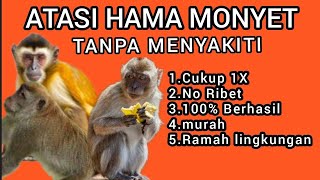 Cara ini Efektif Mengusir Monyet dari Kebun Sawit #edukasi#2025