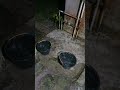 YOU WILL Fall Asleep Fast in 3 Minutes with Torrential Rainstorm on Forest House & Powerful Thunder