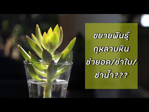 วีดีโอ: การปลูก Succulents ในที่ร่ม: Succulents ที่ทนต่อร่มเงาสำหรับสวน