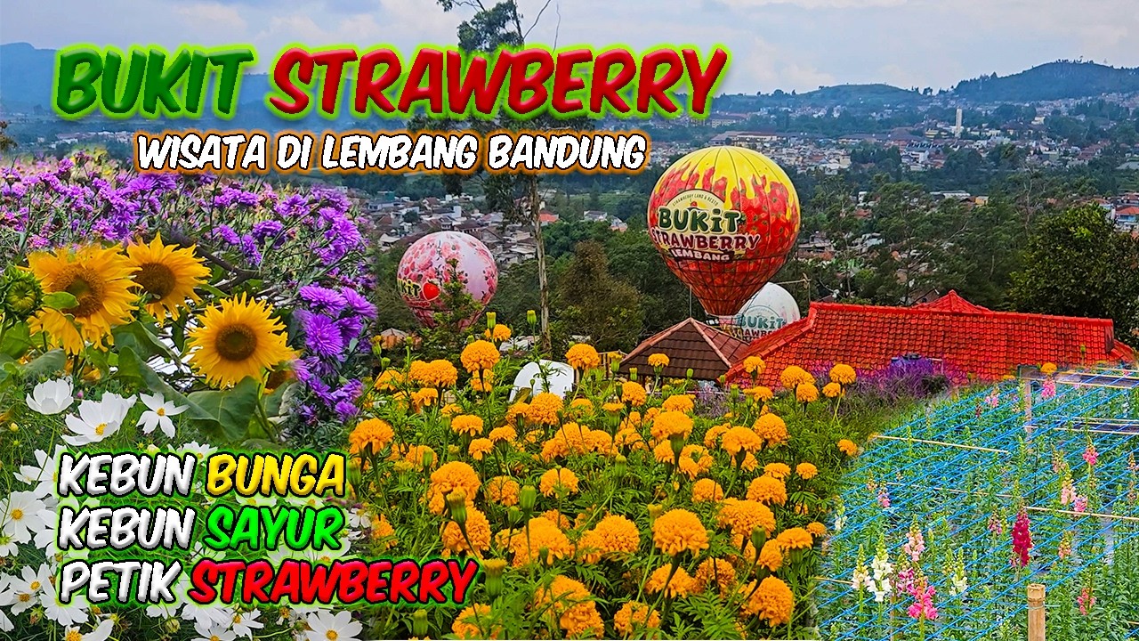 WISATA DI LEMBANG PETIK STRAWBERRY  KEBUN BUNGA DI BUKIT STRAWBERRY LEMBANG BANDUNG