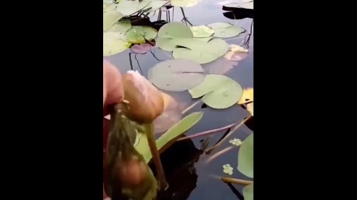 AMAZING! 🪷 Be sure to watch till the end.#funnyvideo #flowers