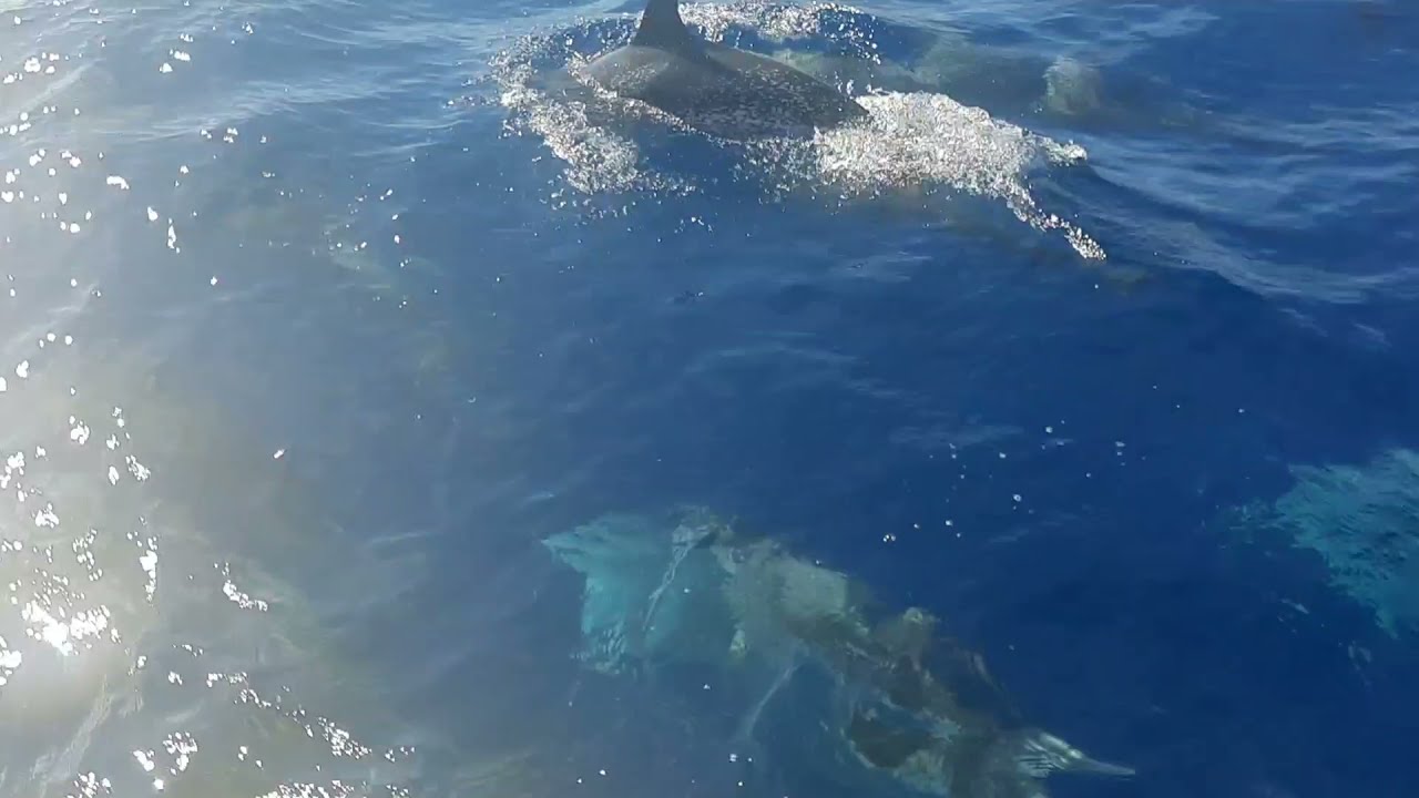Un bébé dauphin! Trans Atlantique nord #20sur pahi 31 wharram catamaran