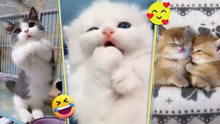 Compilação De Vídeos De Gatos Fofos E Engraçados #1 Gatinhos Fofos Do Mundo