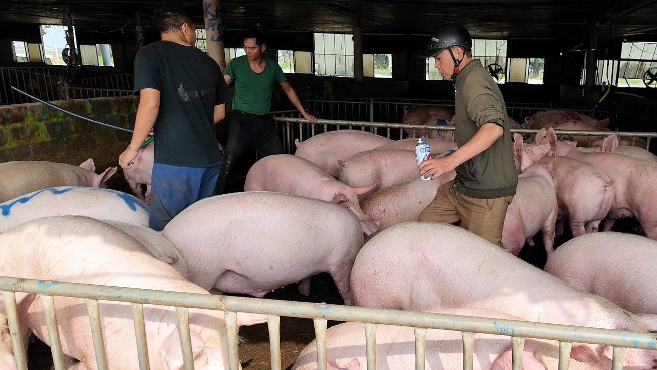 Цены на свинину падают слишком быстро. Существует риск, что они упадут до 65%.