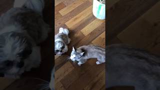 Meowing Ragamese Rascal Cat Bubbly Bubbles Moving House- Shihtzu Puppy Watching